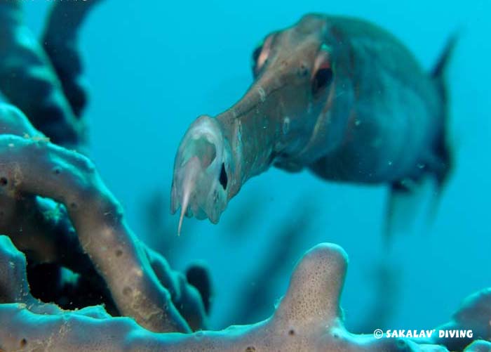 Photos diving macro plateaus Nosy Be